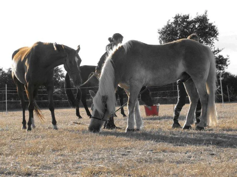 Camping de Kernéjeune