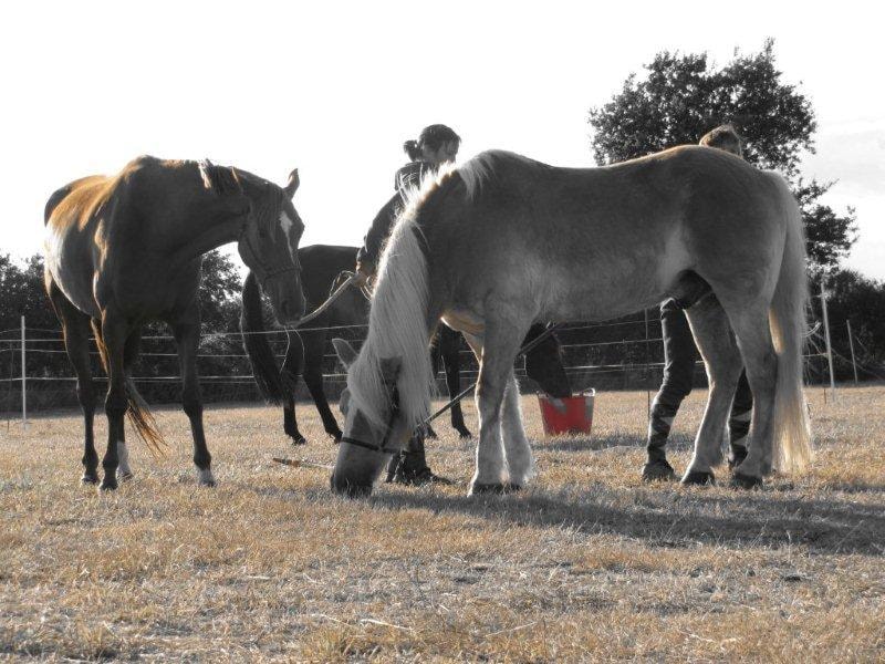 Camping de Kernéjeune — Foto 8