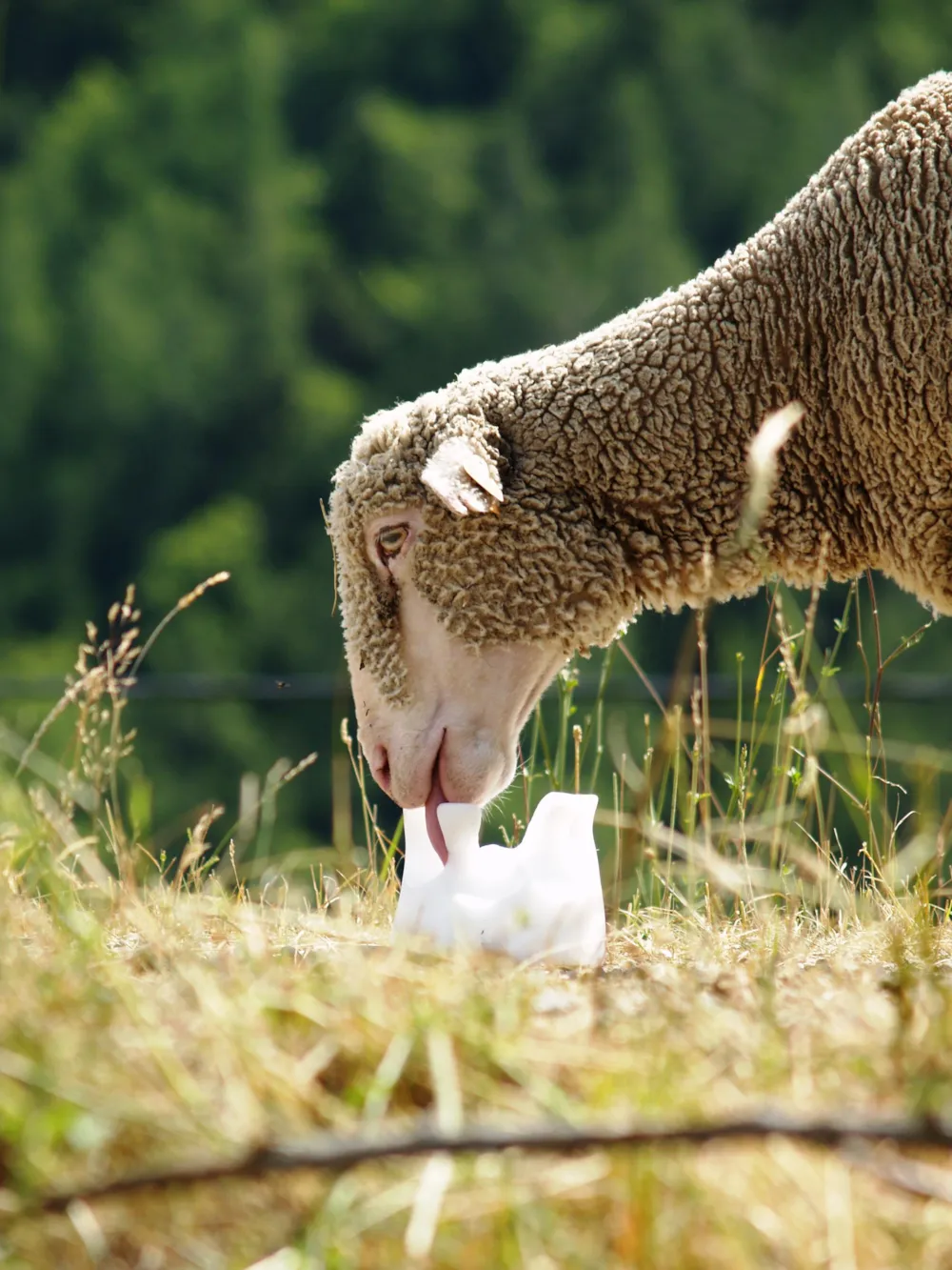 Camping Les Auches - image n°54 - UniversalBooking