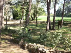 Emplacement - Schaduwrijke staanplaats 90-100m² - Parc Saint Sauvayre