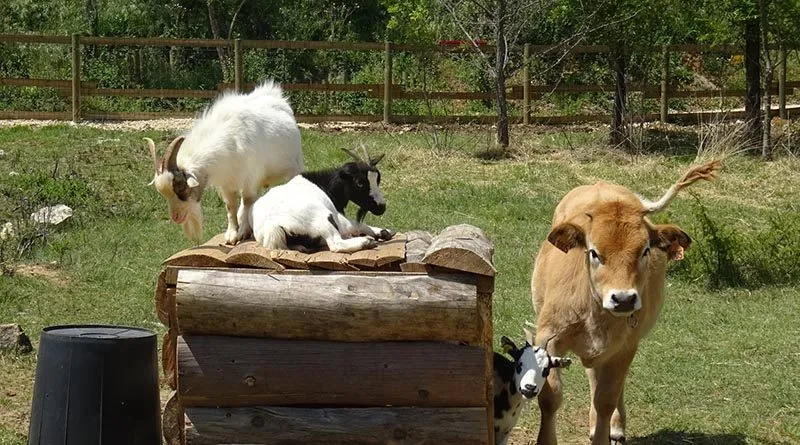 Domaine des BLACHAS - image n°68 - RhoneAlpes