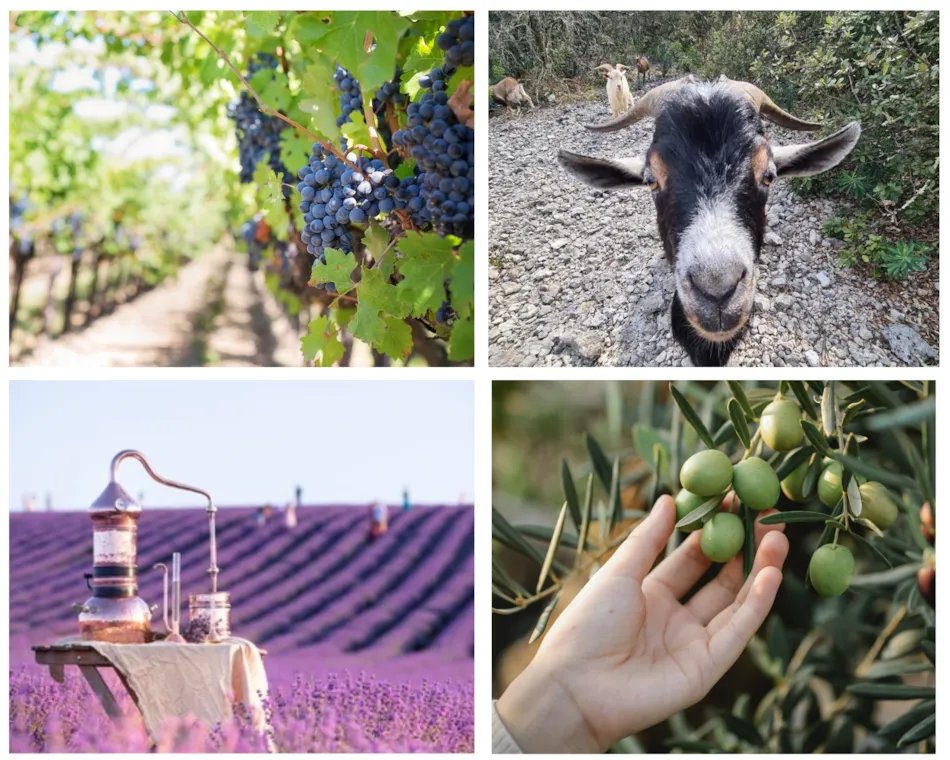 Camping Carrefour de l'Ardèche