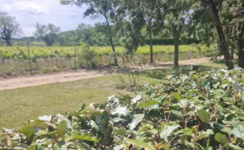 Emplacement - Forfait : 1 Emplacement + Voiture Ou Camping-Car 2/6 Pers. + Elect - Camping Carrefour de l'Ardèche