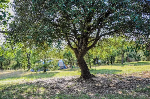 Pitch - Nature Pitch (Without Electricity) - image n°4 - Camping L'Ombrage
