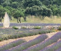 Camping de l'Ardèche *** - image n°19 - 