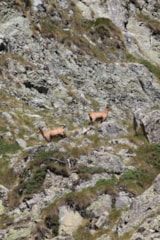 Foto #29 van Camping Le Diamant