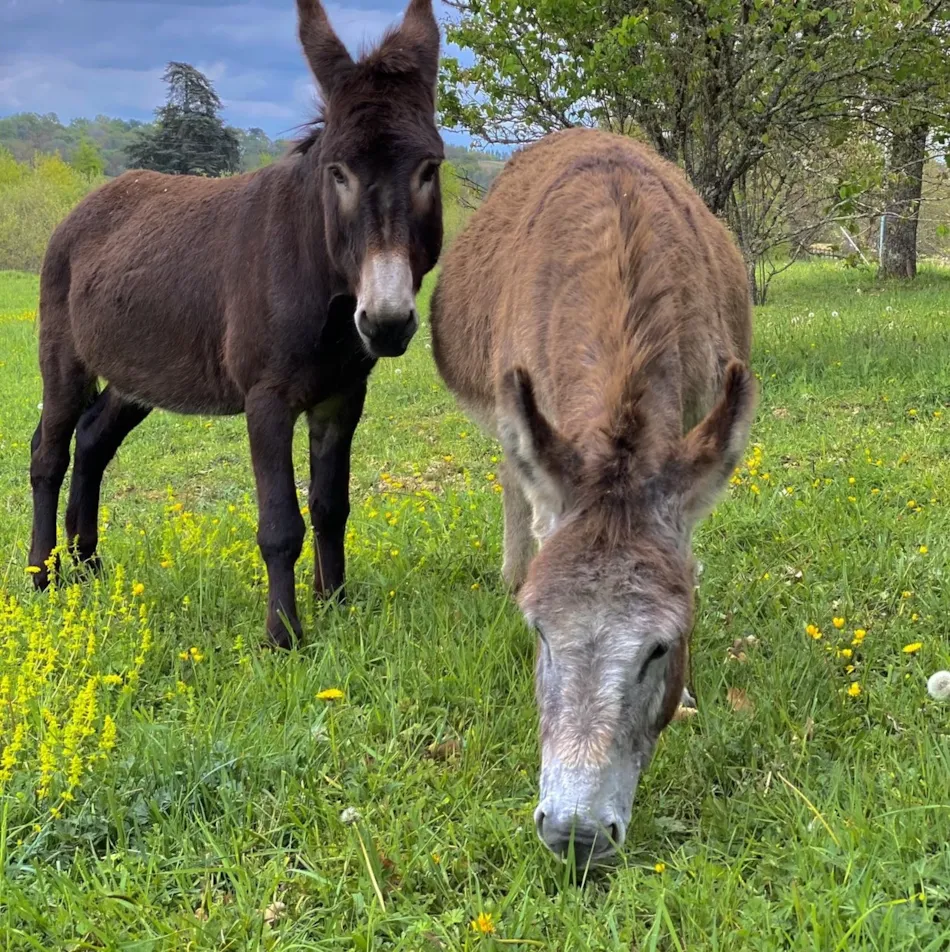 Camping les Lacs d'Armagnac