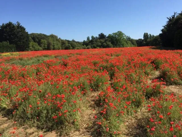 Camping Marvilla Parks - La Grainetière