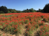 Foto #34 van Camping Homair – La Grainetière