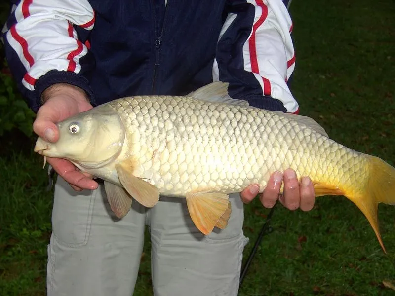 LES LACS DE COURTES