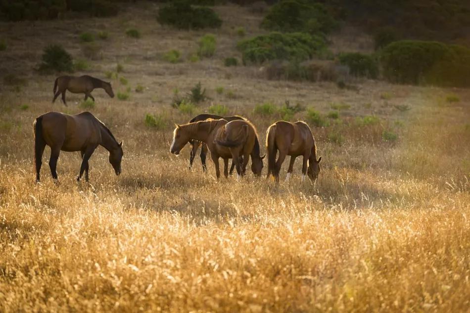 Tiliguerta Glamping & Camping Village
