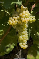 Foto #61 van Le Camp de Florence