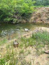 Foto #24 van Camping Les Eychecadous