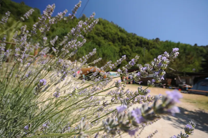 Emplacement Jaune Pour Petites Tentes Et Tentes Moyennes