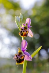 Foto #31 van Camping De La Clairette