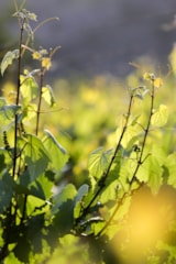 Foto #32 van Camping De La Clairette