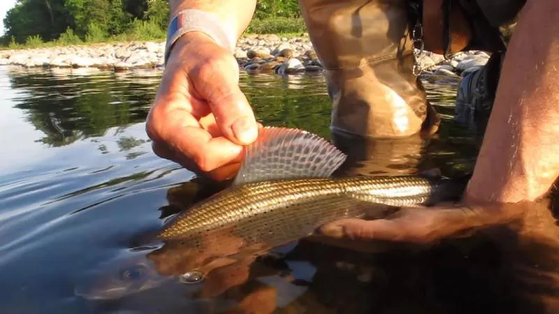Les Chalets Mirandol Dordogne PRL