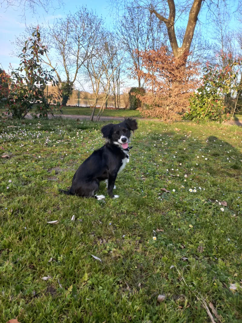 Emplacement Forfait Confort 1 Animal - Électricité Incluse
