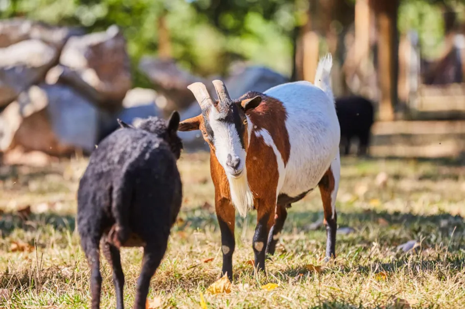 Flower Camping du Lac de La Chausselière