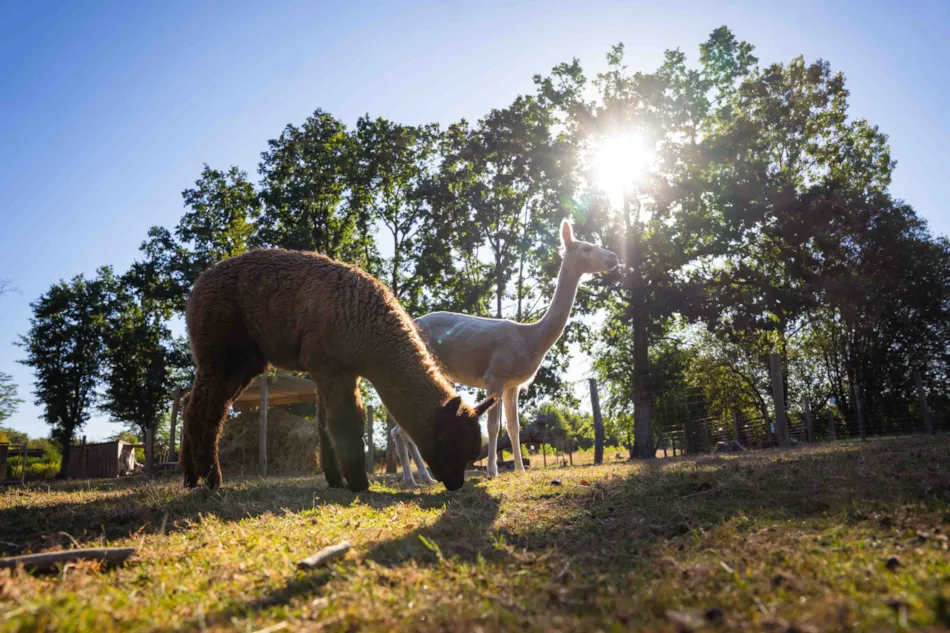 Flower Camping du Lac de La Chausselière