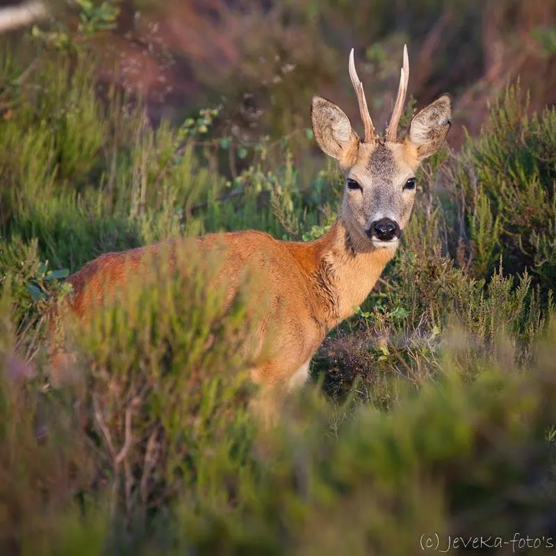 Camping De Noetselerberg - image n°15 - UniversalBooking