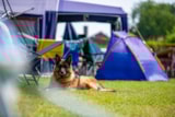 Foto #10 van Camping Vinkenhof