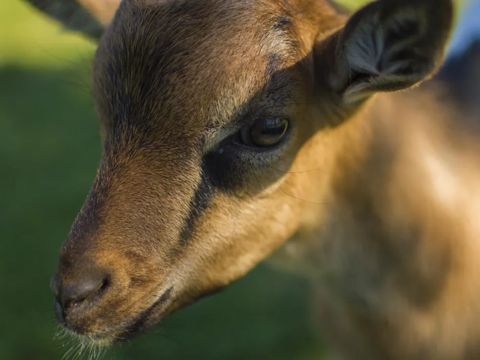 Capfun - Camping La chênaie