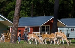 Location - Outdoor Living Lodge 2 Chambres - Camping De Kleine Wolf