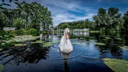 Camping Batenstein - image n°3 - Camping Direct