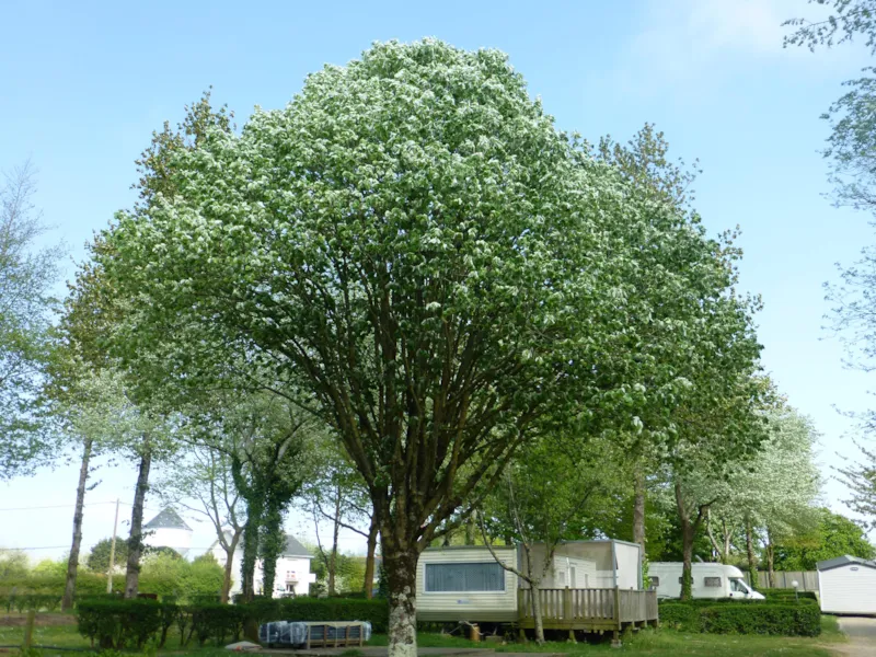 Emplacement 1 Voiture/ Tente, Caravane Ou Camping-Car