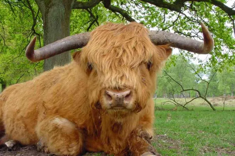 Vakantieoord De Bronzen Emmer - image n°26 - UniversalBooking