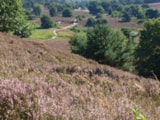 Foto #44 van Camping Hitjesvijver