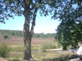 Foto #46 van Camping Hitjesvijver