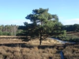 Foto #53 van Camping Hitjesvijver