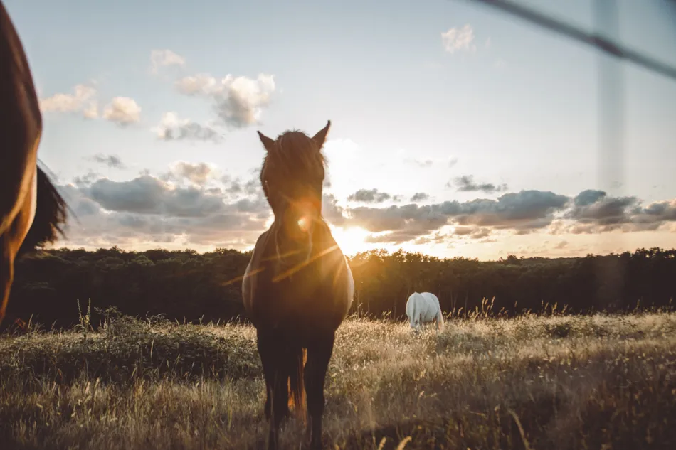 Camping Village de La Guyonnière