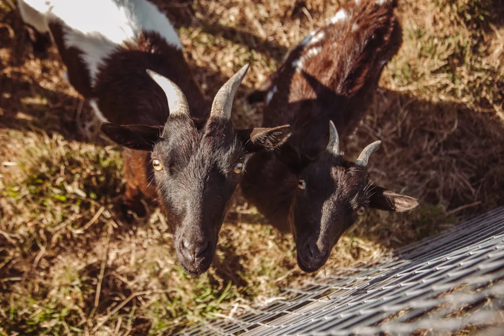 Camping Village de La Guyonnière