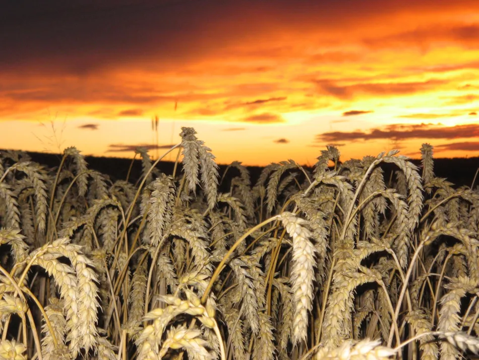 Camping-Mobilheimpark Am Mühlenteich