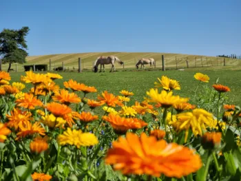 Boeslunde camping - Ucamping