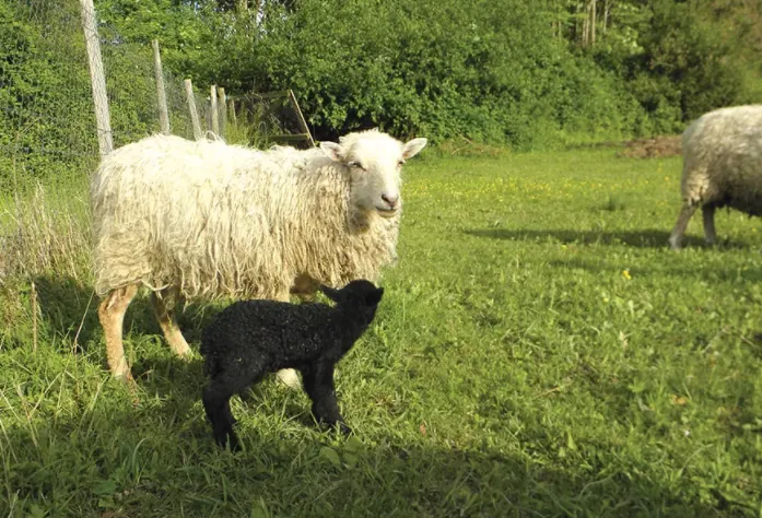 Camping Le Moulin de Mellet