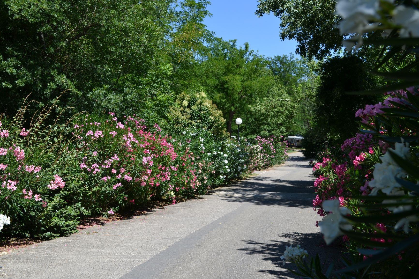 Flower Camping Le Saint Michelet — Photo 4