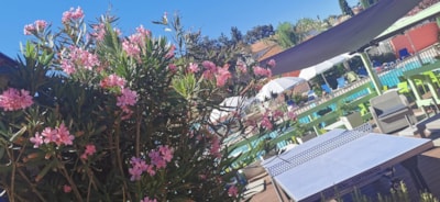 Camping Les Lauriers Roses