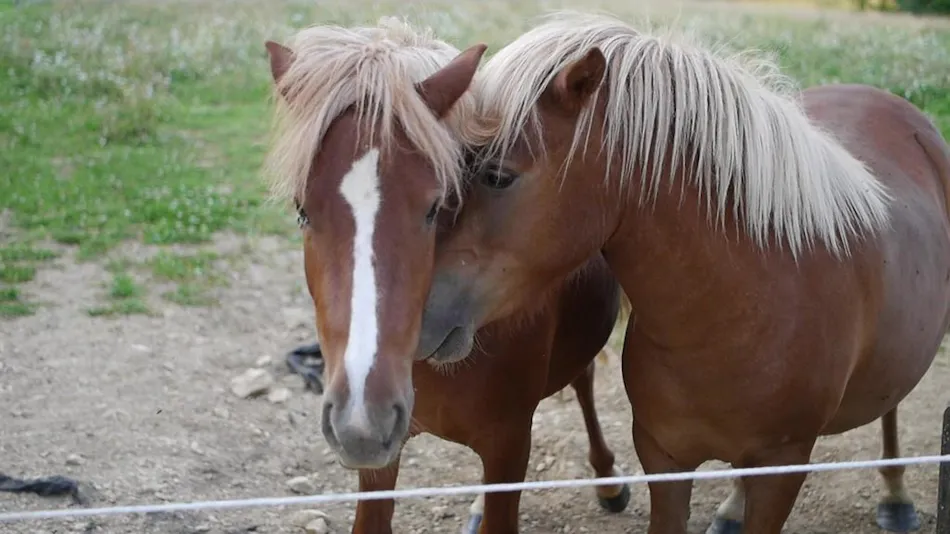 Flower Camping Le Lac aux Oiseaux