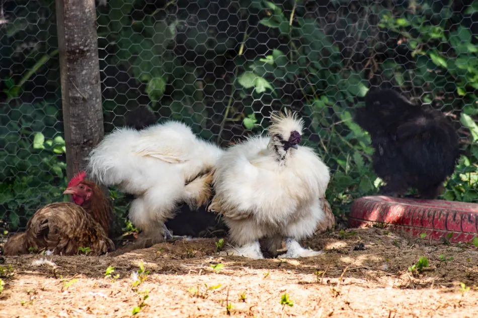 Flower Camping Le Lac aux Oiseaux