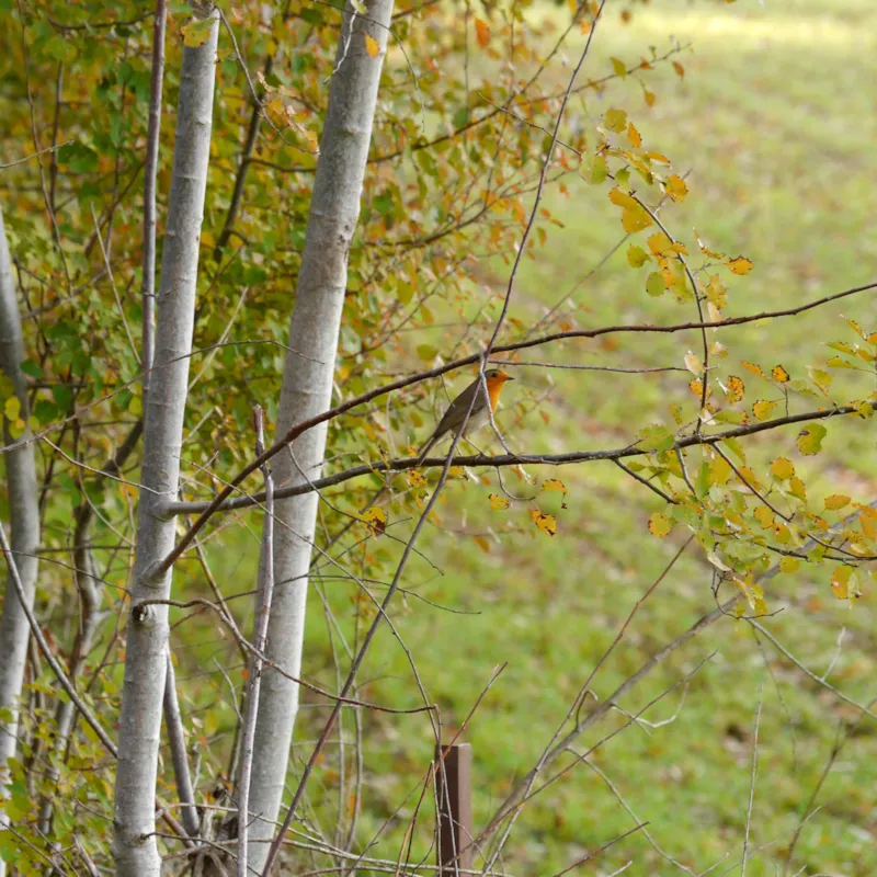 Cabanes Lodges Sur Pilotis Confort 33M² (2 Ch) + Lave-Vaisselle + Terrasse Couverte