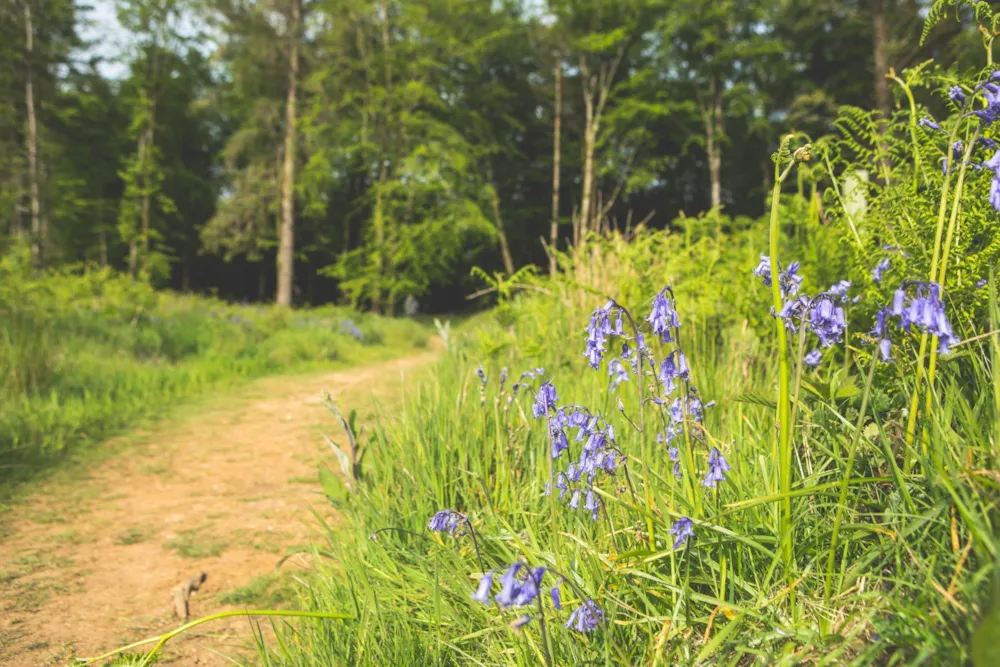 Forest Glade Holiday Park - image n°33 - UniversalBooking