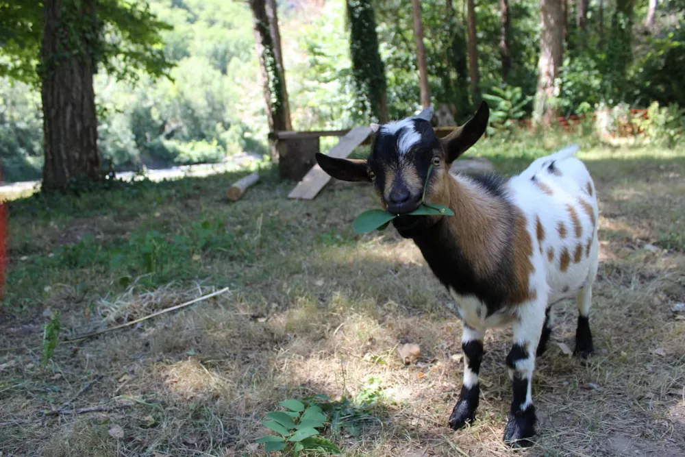 Camping Le Taranis (anciennement La Resclauze)