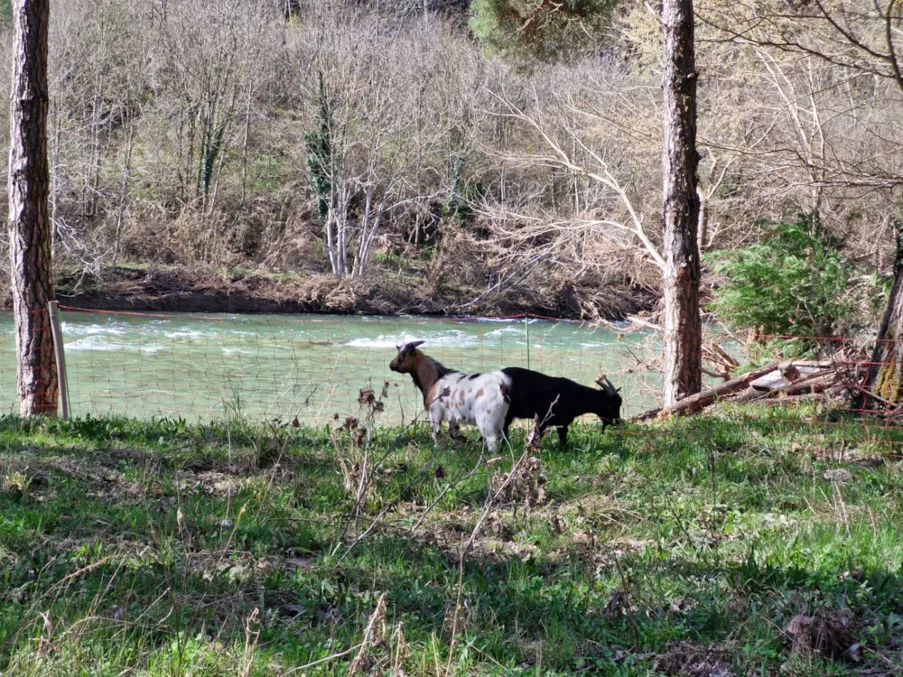 Camping Le Taranis (anciennement La Resclauze)