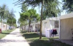 Maxi Caravan S 6 Maxi Caravan S 6