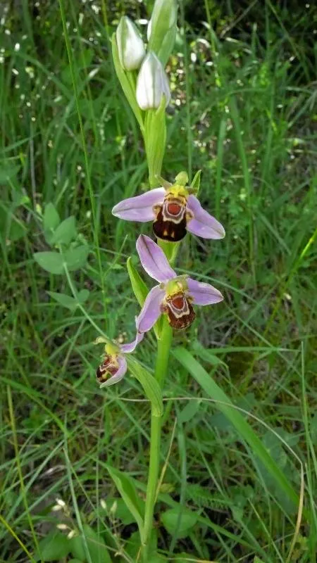 Camping LE ROC QUI PARLE