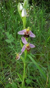 Foto #27 van Camping LE ROC QUI PARLE